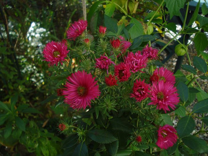 Aster novae-angliae "Alma Potscheke"