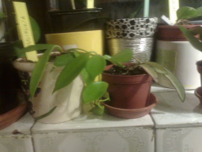 longifolia si wayetii - 0 colectie hoya 2013