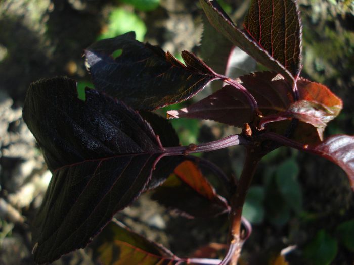 prunus serrulata Kanzan Red
