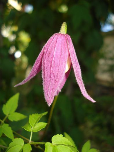 Constance, 6.10.2013 - Clematis 2013