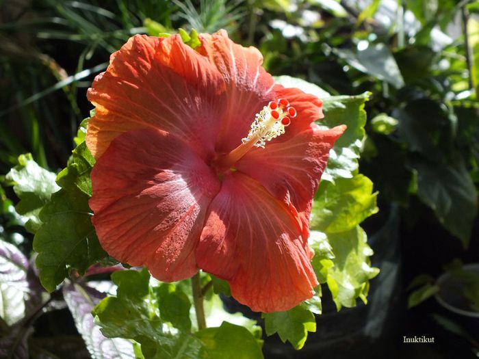 hibiscus29 - 1 Floare hibiscus exotic din seminte sept-oct 2013