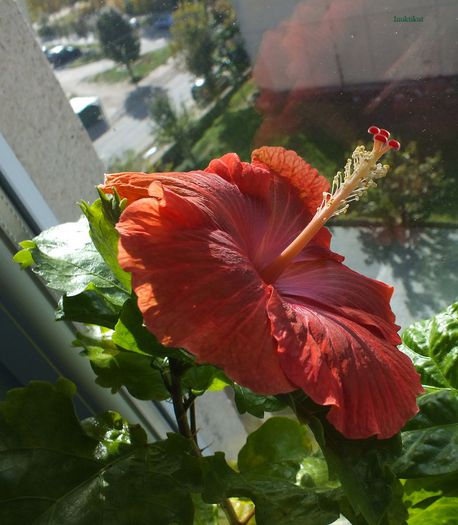 hibiscus16 - 1 Floare hibiscus exotic din seminte sept-oct 2013