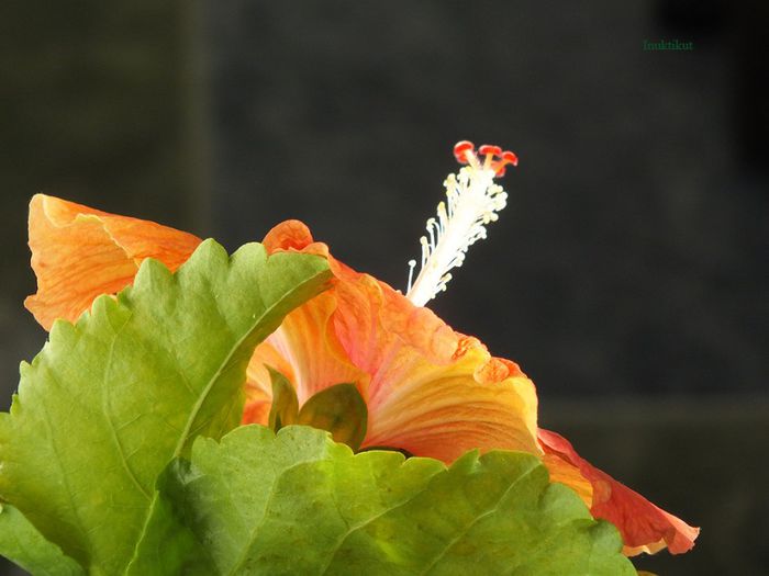 hibiscus17 - 1 Floare hibiscus exotic din seminte sept-oct 2013