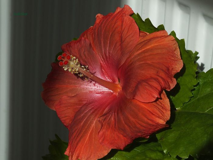 hibiscus18 - 1 Floare hibiscus exotic din seminte sept-oct 2013