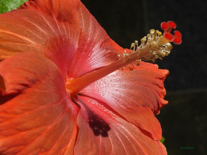 hibiscus21 - 1 Floare hibiscus exotic din seminte sept-oct 2013