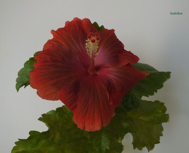 hibiscus22 - 1 Floare hibiscus exotic din seminte sept-oct 2013