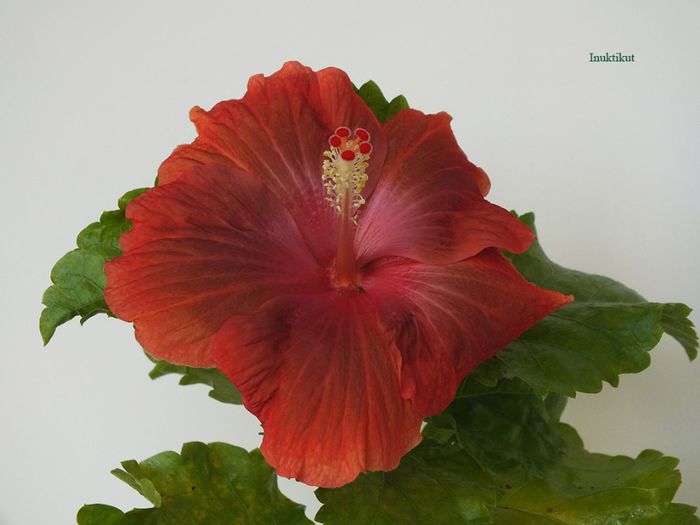 hibiscus23 - 1 Floare hibiscus exotic din seminte sept-oct 2013