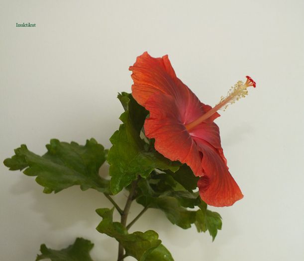 hibiscus27; 07.10.2013
