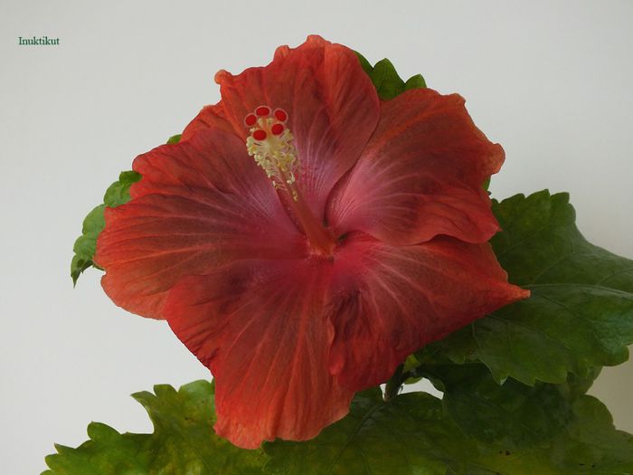 hibiscus28 - 1 Floare hibiscus exotic din seminte sept-oct 2013