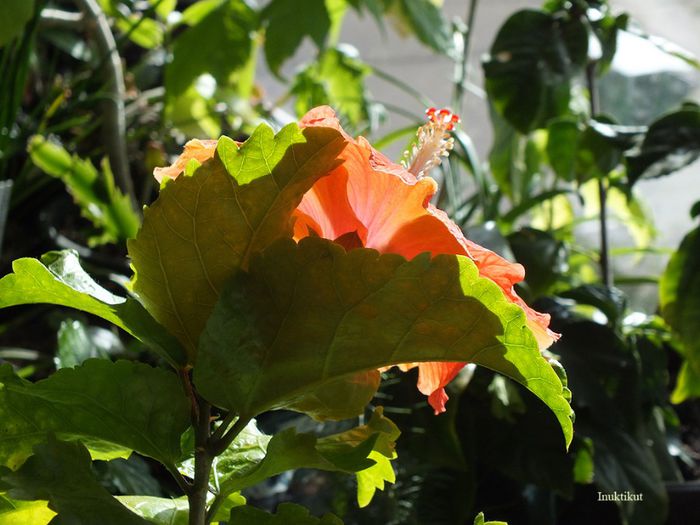 hibiscus30 - 1 Floare hibiscus exotic din seminte sept-oct 2013