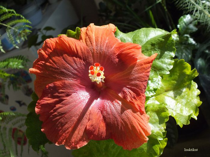 hibiscus31 - 1 Floare hibiscus exotic din seminte sept-oct 2013