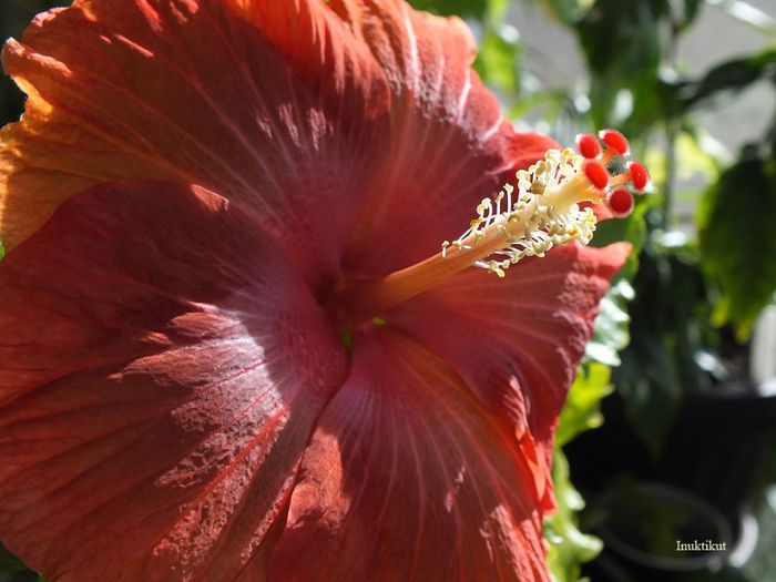 hibiscus32 - 1 Floare hibiscus exotic din seminte sept-oct 2013