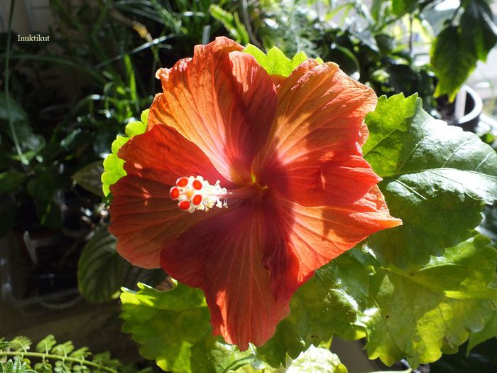 hibiscus35 - 1 Floare hibiscus exotic din seminte sept-oct 2013