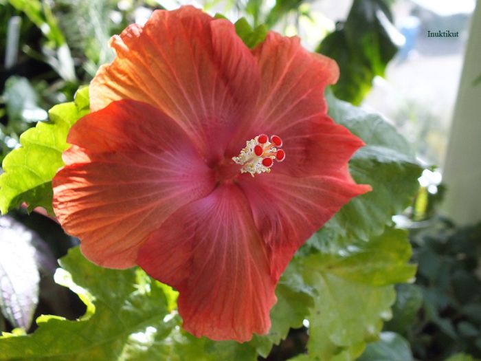 hibiscus36 - 1 Floare hibiscus exotic din seminte sept-oct 2013