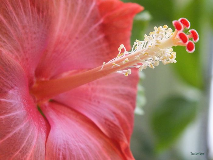 hibiscus37 - 1 Floare hibiscus exotic din seminte sept-oct 2013