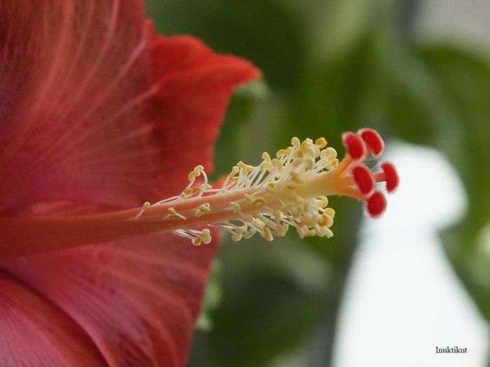 hibiscus39 - 1 Floare hibiscus exotic din seminte sept-oct 2013