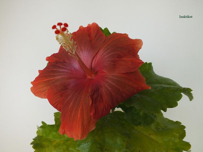 hibiscus40 - 1 Floare hibiscus exotic din seminte sept-oct 2013