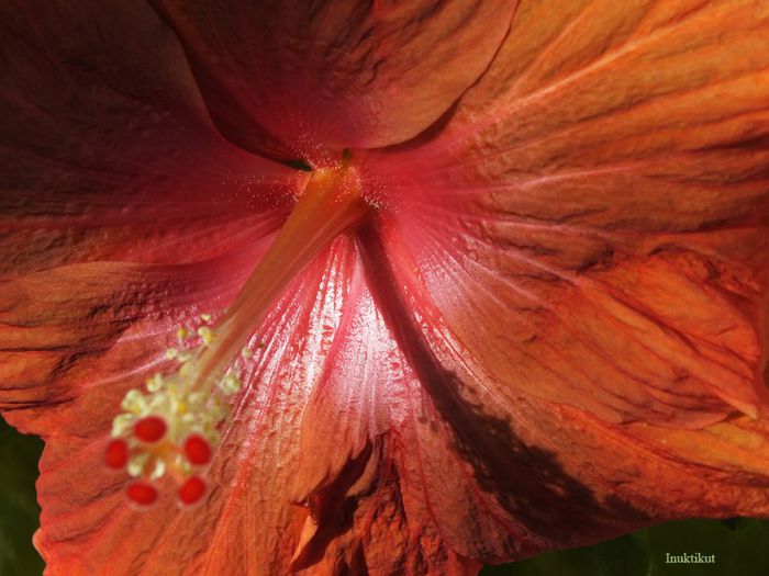 hibiscus41 - 1 Floare hibiscus exotic din seminte sept-oct 2013