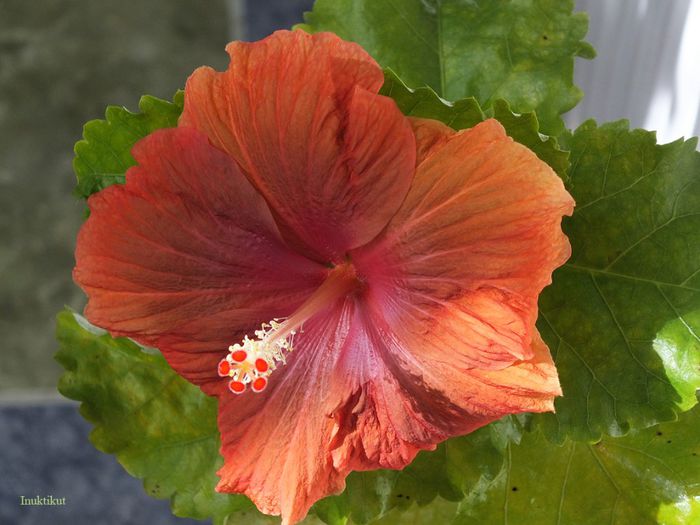 hibiscus42 - 1 Floare hibiscus exotic din seminte sept-oct 2013