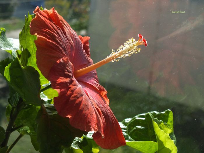 hibiscus43 - 1 Floare hibiscus exotic din seminte sept-oct 2013