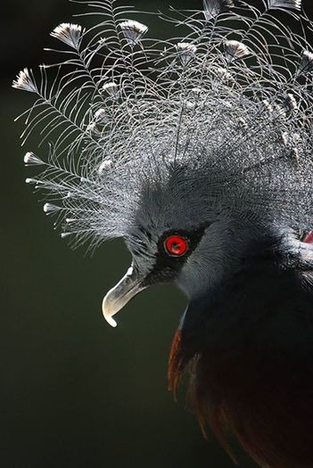 1382257_632713083427661_291598187_n - Tropical