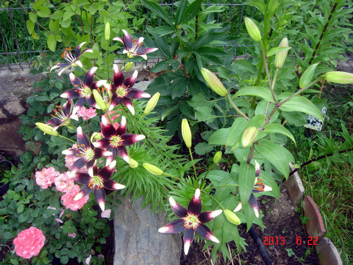 DSC04464 - VARA
