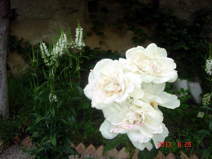 DSC04586 - VARA
