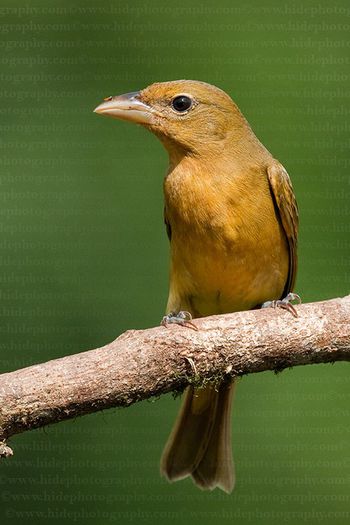 Bence.Mate.HidePhotography.com.Piranga.rubra.Summer.Tanager.Nyaritangara1