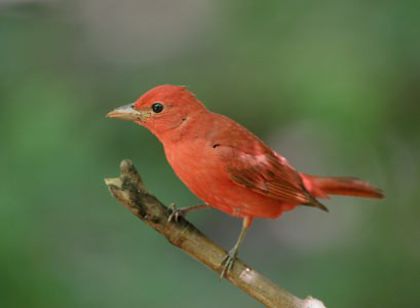 ciencia-cubana_ciencia-de-cuba_piranga-rubra