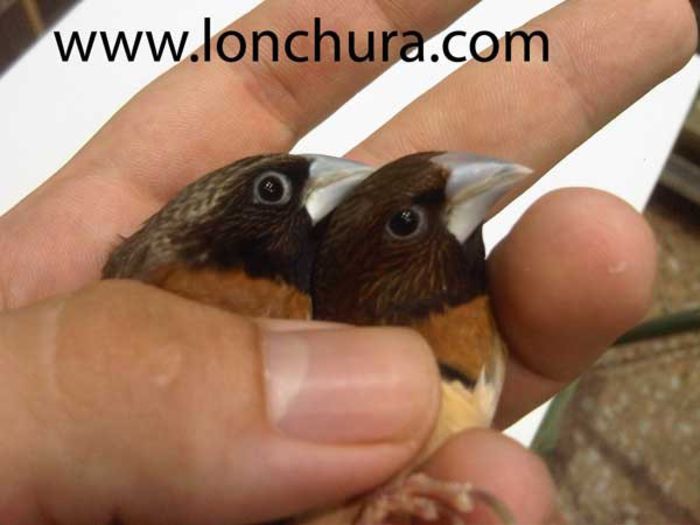 danacolas-castaneothorax - pasari exotice de pe internet