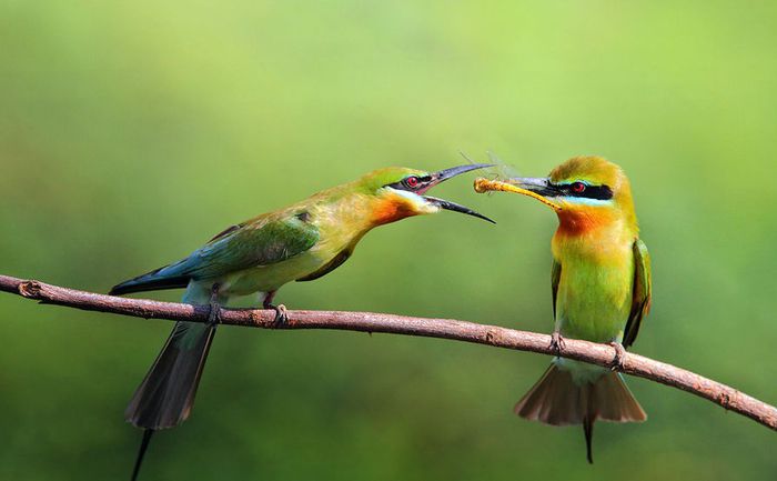 www.bigxy.com-aves-comiendo-by-Sasi-Smit - pasari exotice de pe internet