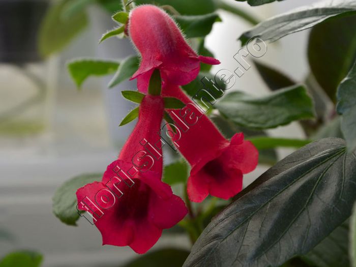 Sinningia Seminole - GLOXINIA _ SINNINGIA