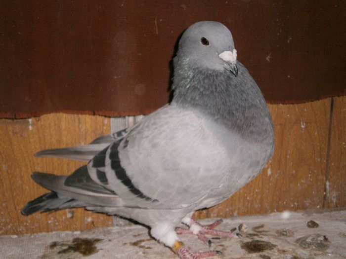 PUI DIN MASCUL DE LA RAZVAN