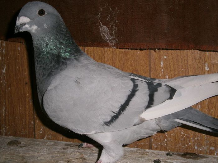 F PUI DIN FEMELA RAZVAN