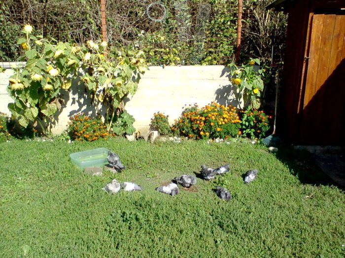 P190912_1511 - Porumbei voiajori