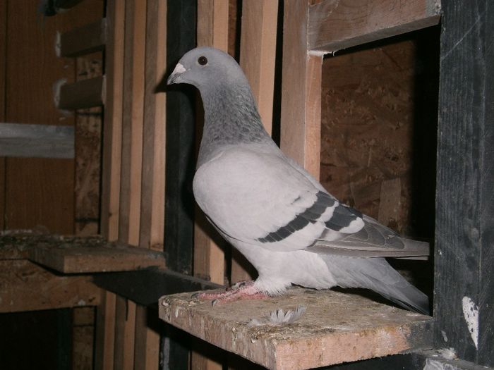 F. PUI DIN MASCUL ,RAZVAN