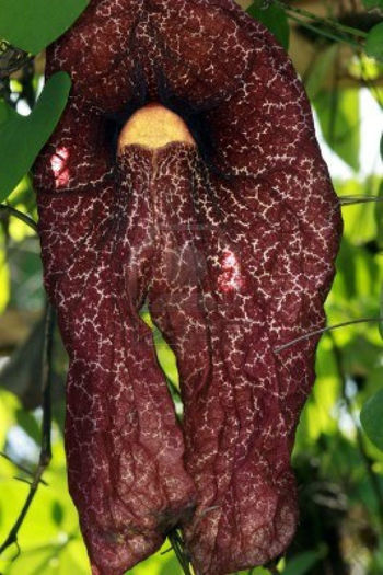 4612727-aristolochia-elegans-calico-flower-insect-catcher - imi doresc pt 2014-2016