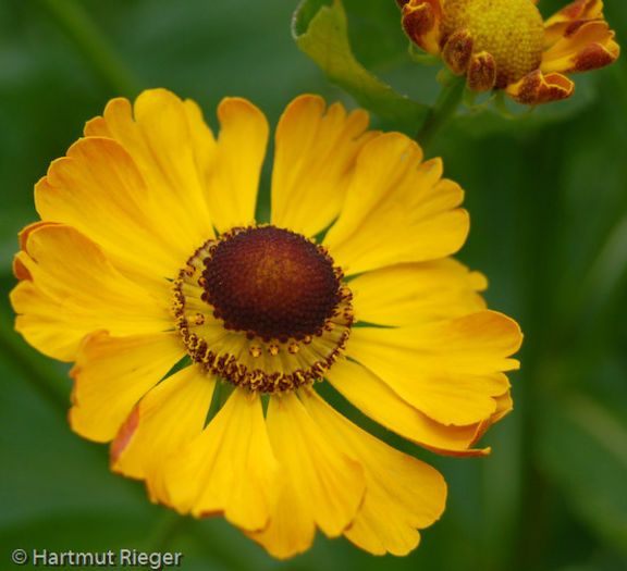 -helenium-rauchtopas - imi doresc pt 2014-2016