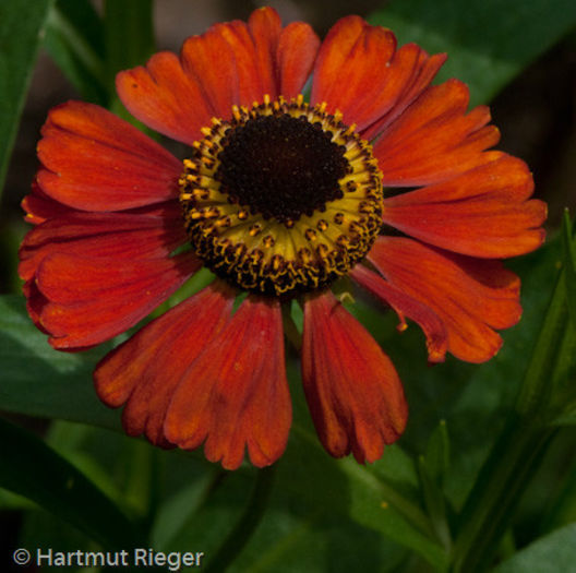 -helenium-red-army - imi doresc pt 2014-2016