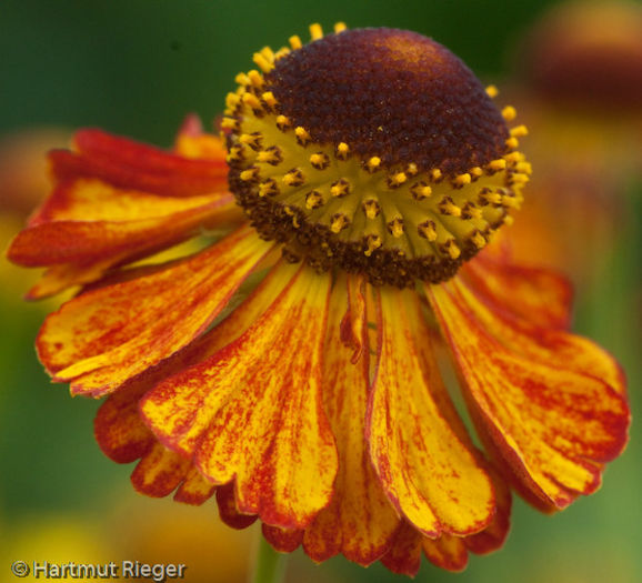 20100914195816-helenium-riverton-gem - imi doresc pt 2014-2016