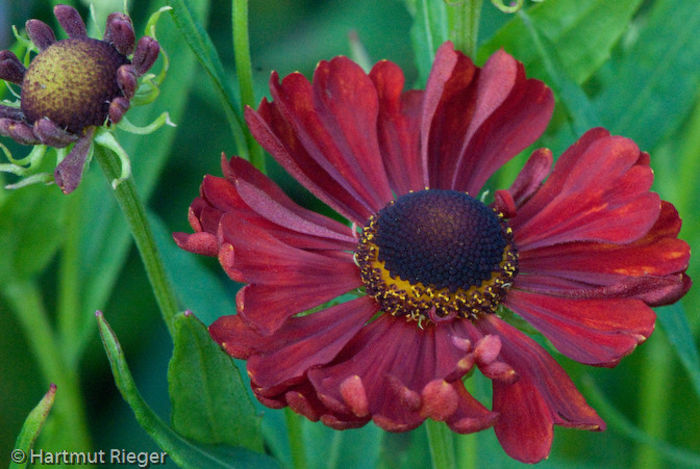 20100914195823-helenium-rotkaeppchen - imi doresc pt 2014-2016