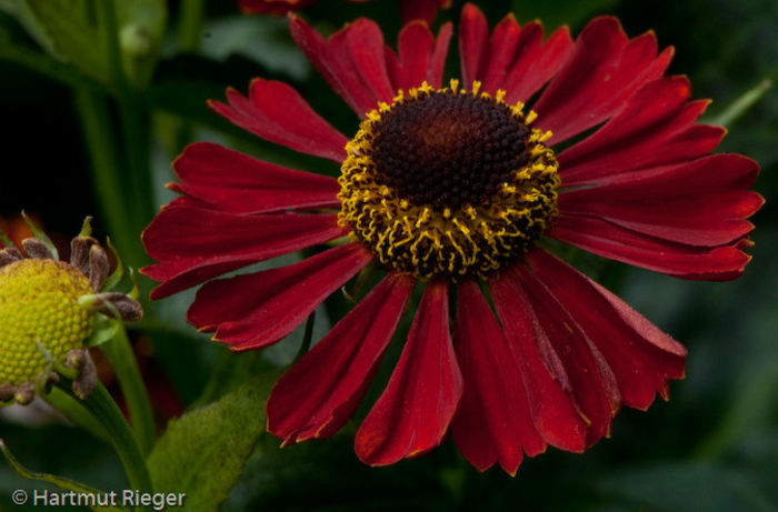 20100914195830-helenium-rubinkuppel - imi doresc pt 2014-2016