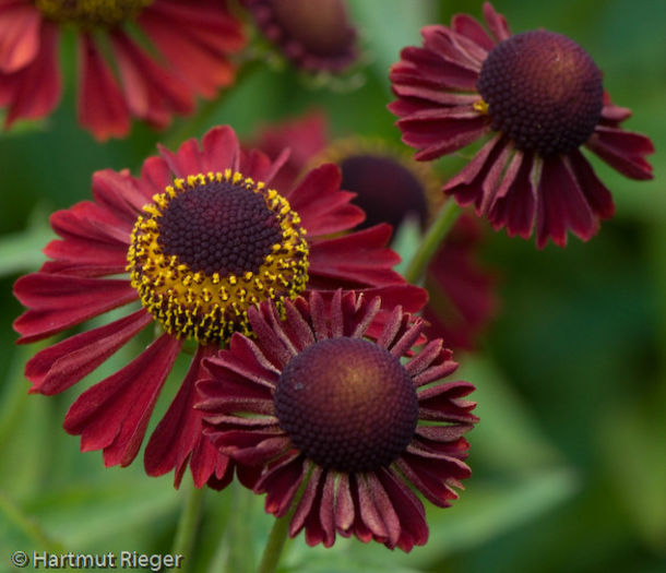 20100914195843-helenium-ruby-tuesday
