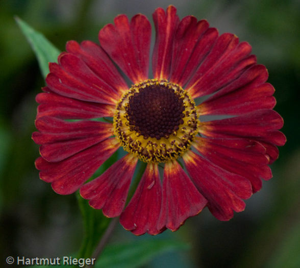 20101017185541-helenium-red-glory - imi doresc pt 2014-2016