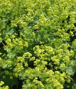 Alchemilla mollis am gasit - imi doresc pt 2014-2016