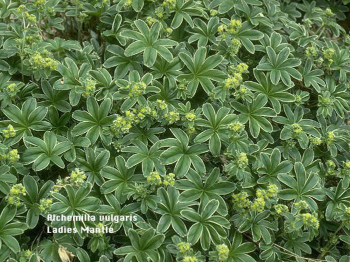 Alchemilla_vulgaris - imi doresc pt 2014-2016