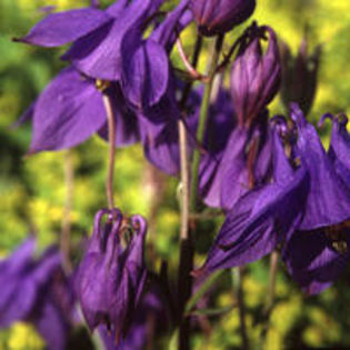 AQUILEGIA%20ALPINA - imi doresc pt 2014-2016