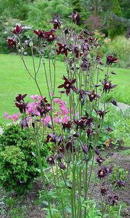 Aquilegia%20atrata - imi doresc pt 2014-2016