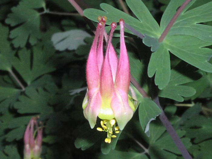 Aquilegia%20canadensis%20flower1