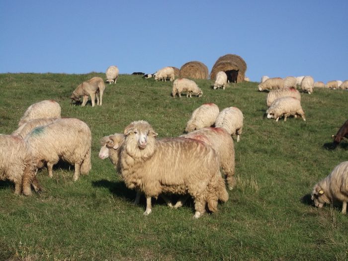 Picture 552 - 1 Selectie Bale 2013